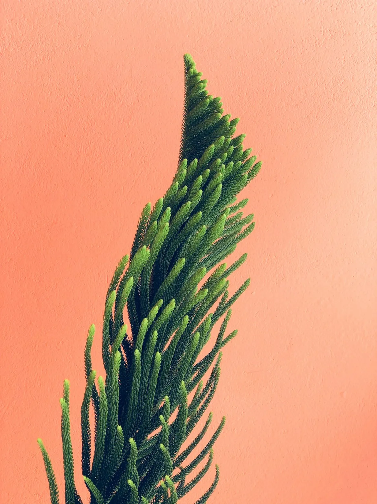 Plant & Garden Know-HowIllustration
