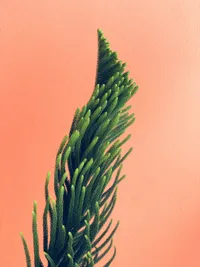 Plant & Garden Know-How Illustration