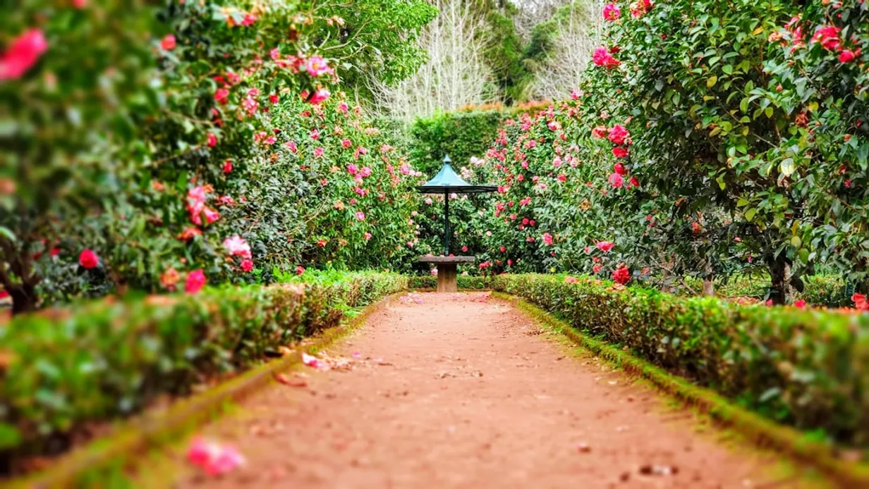 How to Create a Thriving Native Australian GardenIllustration