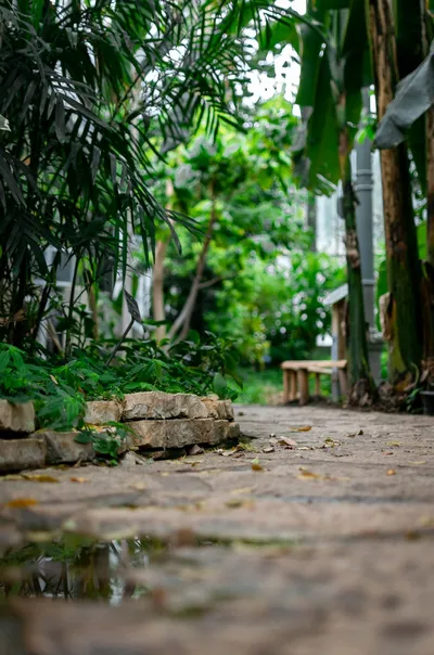 Crafting a Contemporary Native Australian GardenIllustration
