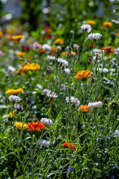 Preparing Your Australian Garden for Summer SuccessIllustration