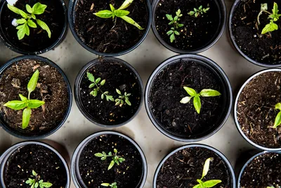 Incorporating Sustainable Design Elements into Your Australian GardenIllustration