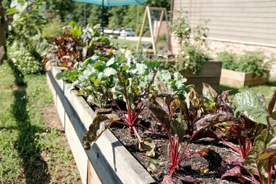 Secrets to Successful Vegetable Gardening in Australia's Unique ClimateIllustration