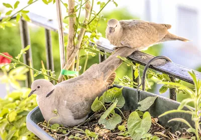 Building a Bird-Friendly Garden FeatureIllustration