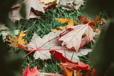 Autumn Gardening Tips for a Bountiful Harvest in AustraliaIllustration