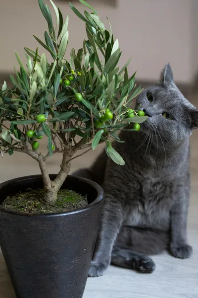 Artificial Olive Tree Decor for Your Australian HomeIllustration