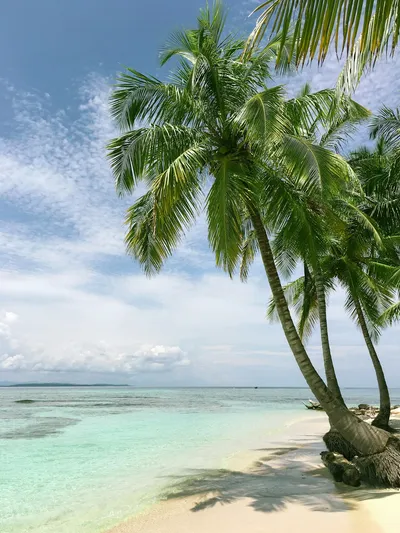 Artificial Palm Tree Styling TipsIllustration
