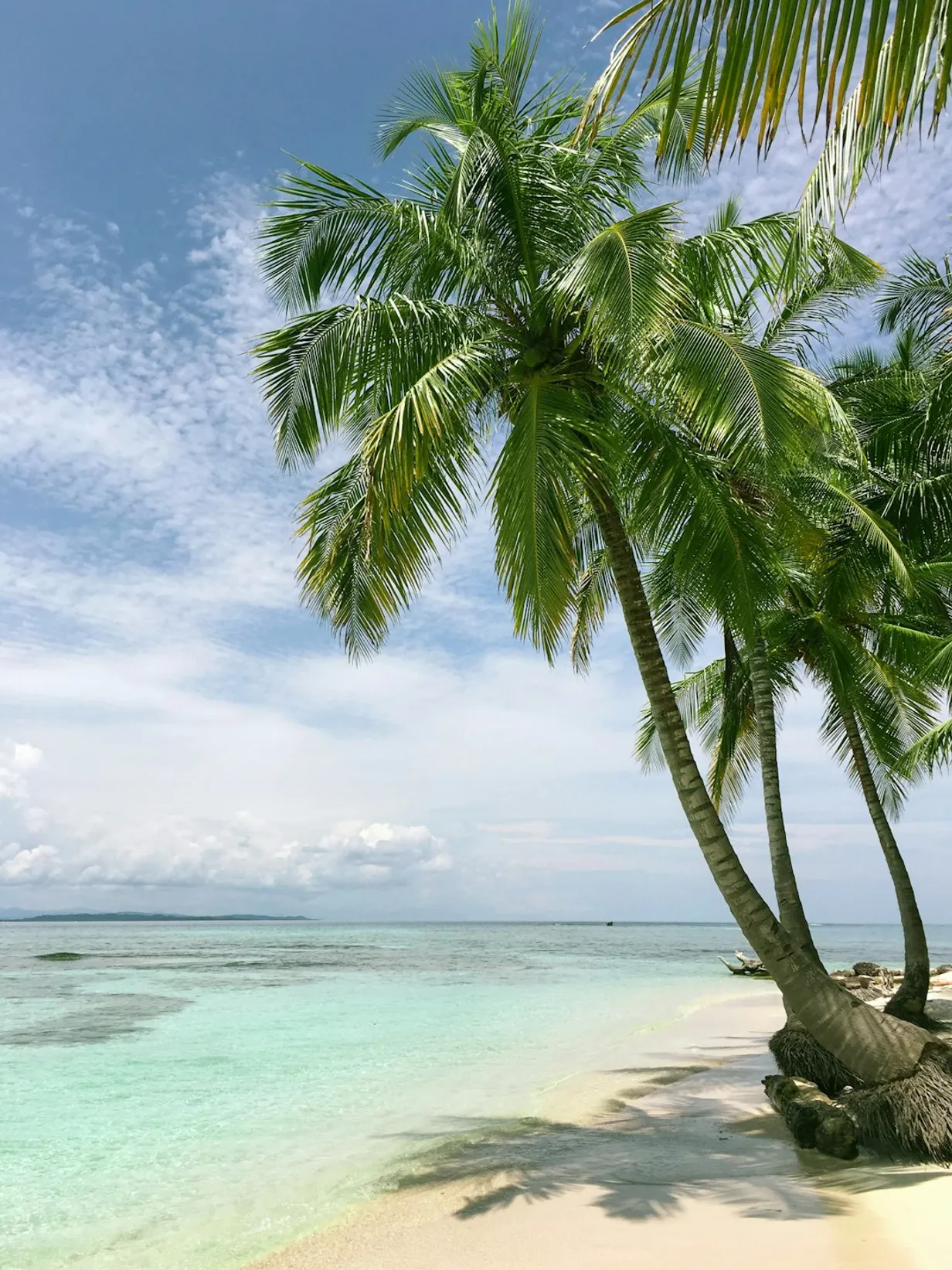 Artificial Palm Tree Styling TipsIllustration