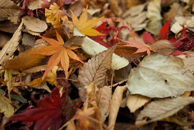 Navigating Australia's Wet Season: Essential Gardening TipsIllustration