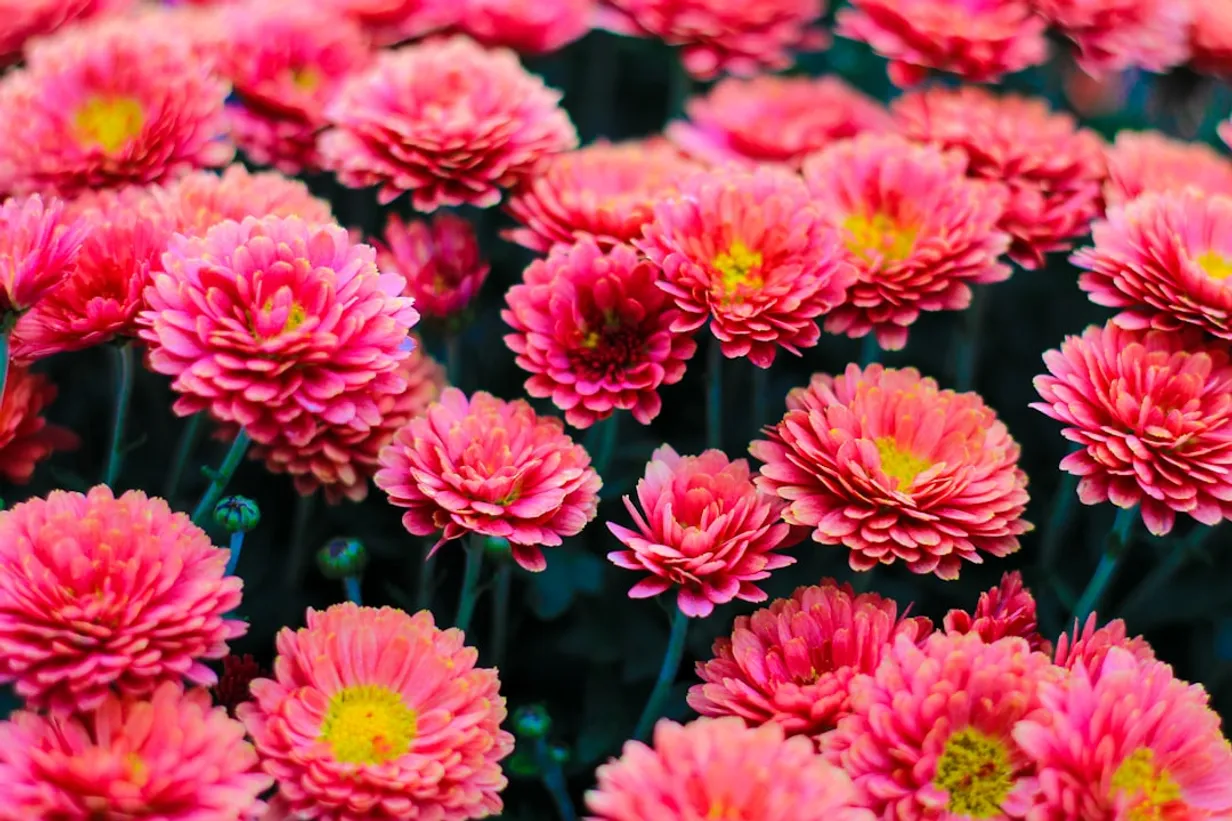 Mastering Seasonal Planting: A Year-Round Guide for Australian GardensIllustration