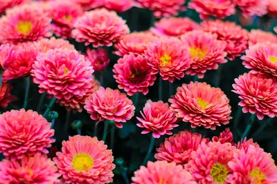 Mastering Seasonal Planting: A Year-Round Guide for Australian GardensIllustration