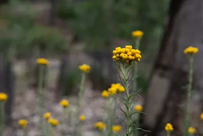 Nurturing Native Plants Through Australia's Dry SeasonIllustration