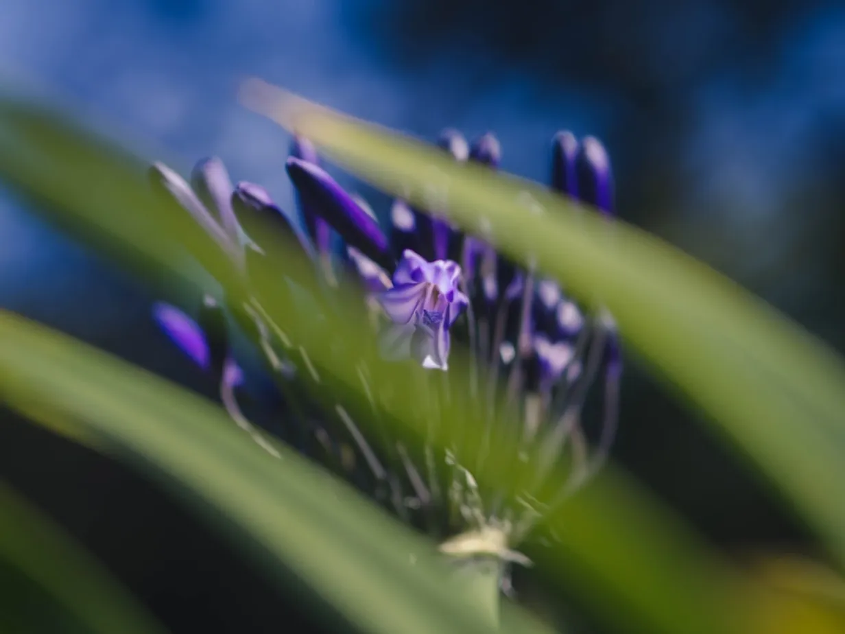 Bringing French Provincial Charm to Your Australian GardenIllustration